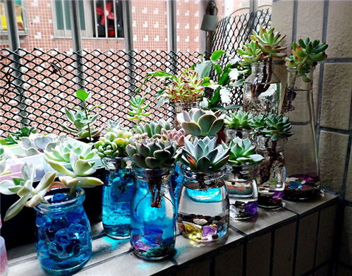金银花水培需要注意哪些事项？