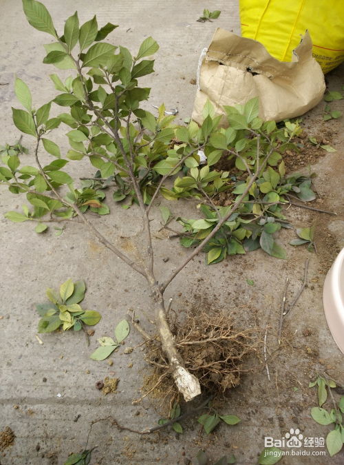 栀子花在什么季节和月份最适合进行分株