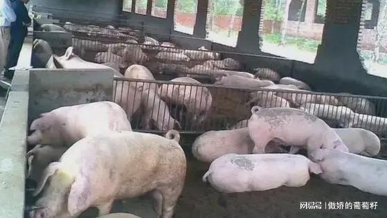 老鼠吃了猪饲料，那这饲料还能安全喂猪吗？