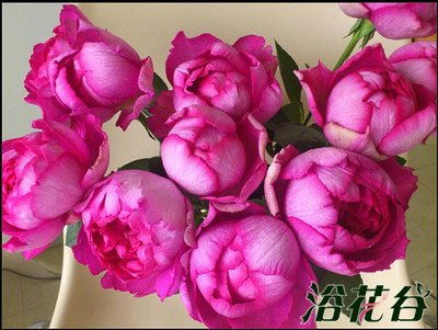 伊芙系列月季花大浓香多季开花，这种月季适合在哪些气候条件下种植呢？