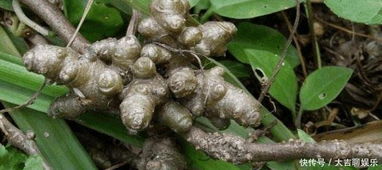 防治生菜根结线虫，哪种农药效果Zui好？