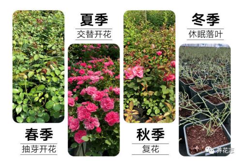 夏季藤本月季选购指南：既漂亮又好养的品种推荐
