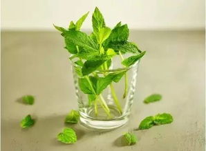 猪笼草瓶子里的水去哪儿了？揭秘神奇节水机制