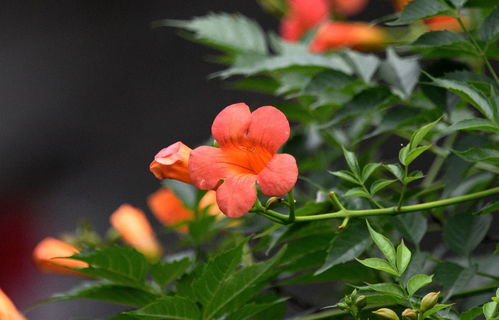 凌霄花的魅力与移栽之谜