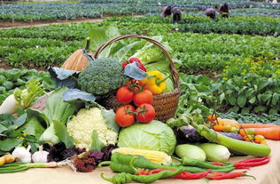 冰菜：清新口感， 健康之选