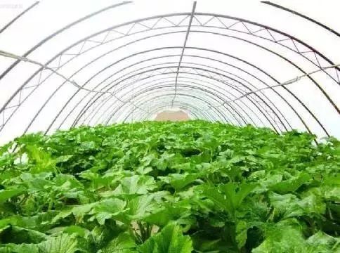 抛开那些大棚种植的反季节蔬菜