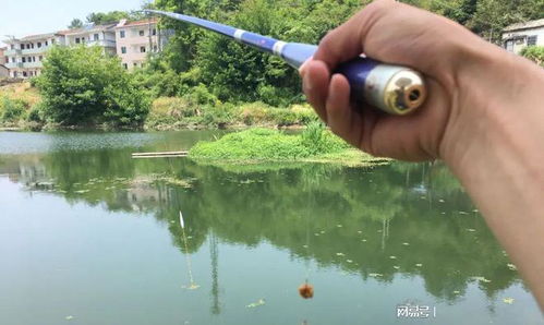 黑坑鱼竿是否适用于野钓？