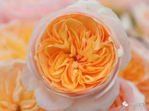 朱丽叶月季的生长速度，你想象不到的快！