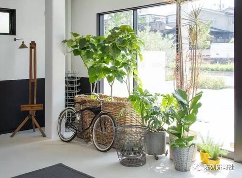 绿植花卉租摆网打造家居空间的预算小攻略