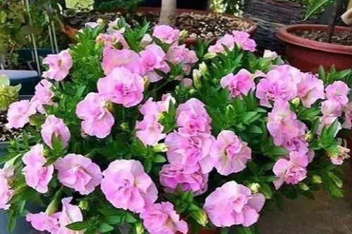 四季常开易养爆品花卉推荐