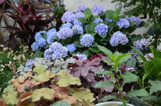 二、合理施肥，增强抗寒嫩力