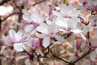 为什么第一波春花不标准？