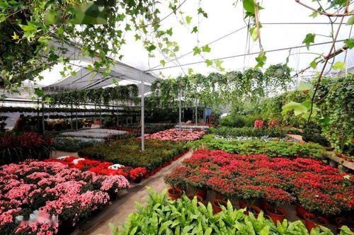 花木品种大全：园艺爱好者的宝典