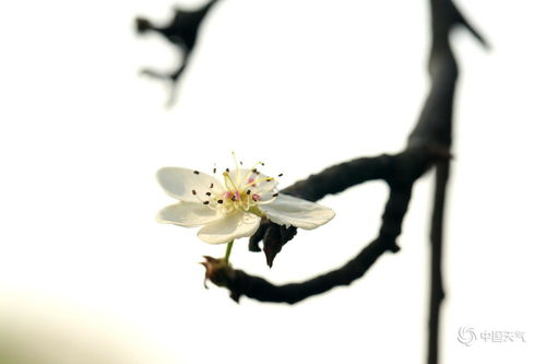 小雪时节， 花儿绽放的温馨小秘密