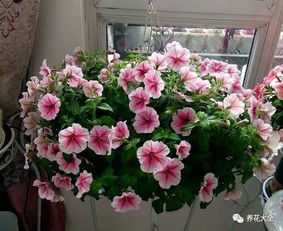 沙漠欢腾月季，花开的欢腾吗？