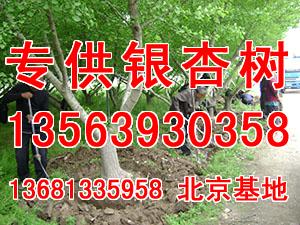 10公分松木的价格