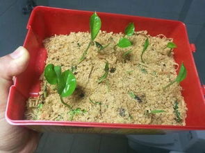 怎么搭配营养土呢？