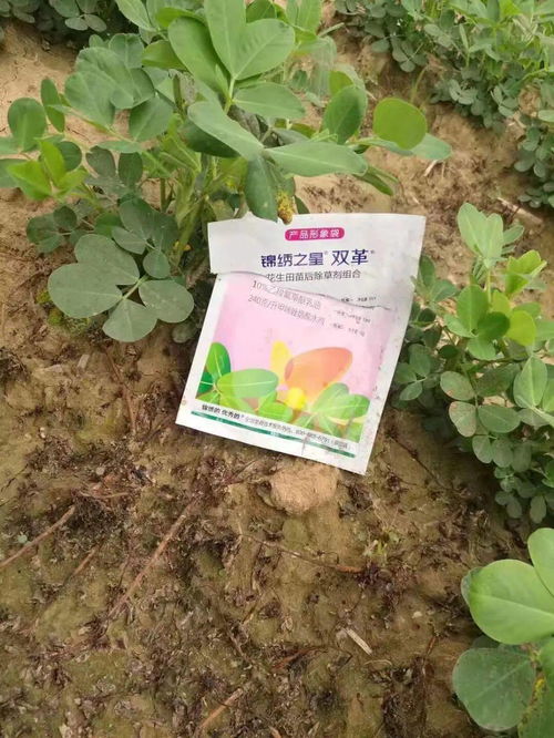 花生除草王，你真的行吗？