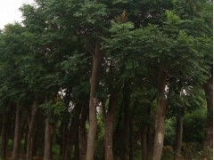 12公分香樟树：价格适中， 市场需求稳定