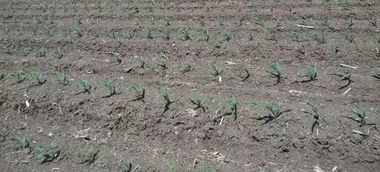 神奇的魔法：特效杂草