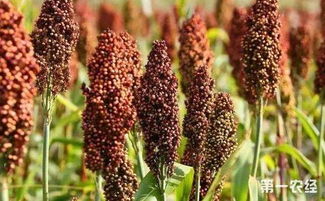 高粱种植时间与方法，了解高粱种植技巧