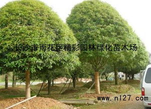 城市与乡村， 共同见证绿化之美