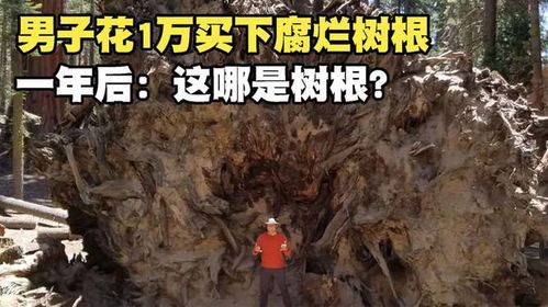 腐烂树根如何挽救？能否重生