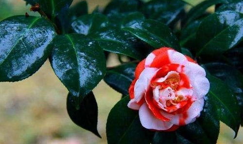 肥料太浓，茶花会怎么样？