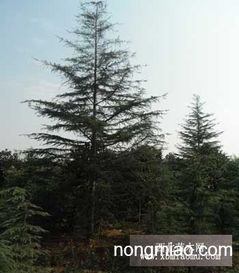 陕西西安的10米雪松：价格几何？