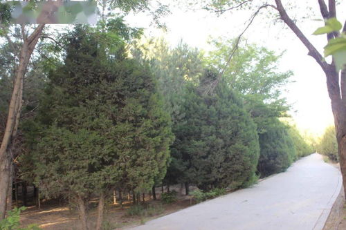 常见绿化松树品种解析