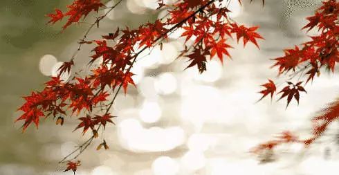 宝石花秋日叶韵长，秋意渐浓花影深