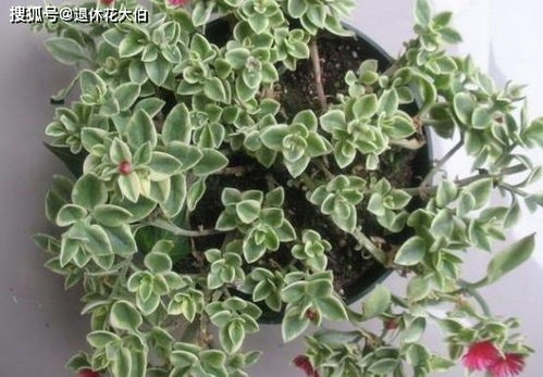 牡丹吊兰怎么进行扦插繁殖？最佳扦插时间和方法是什么