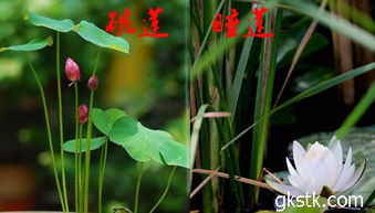 睡莲的越冬处理