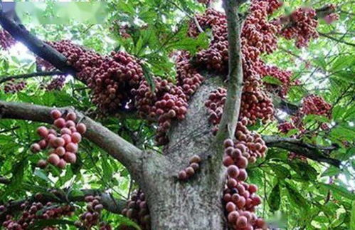 山竹树果实饱满，你见过它青涩的模样吗