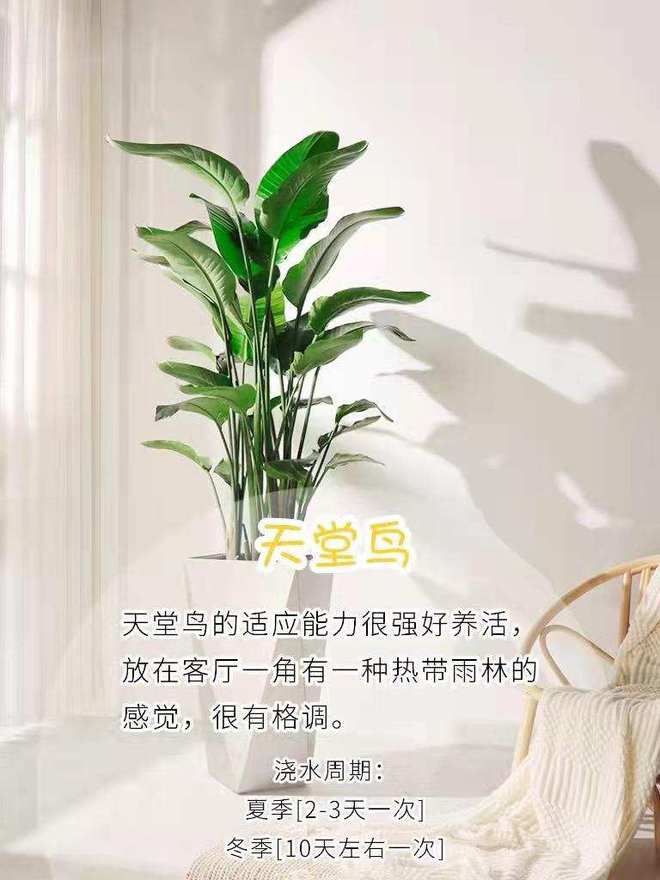 绿色生命的呼唤