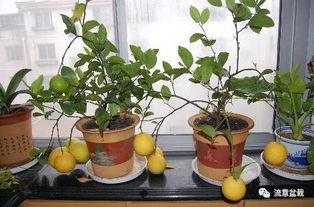 在花盆里种水果， 这些水果不嫩错过