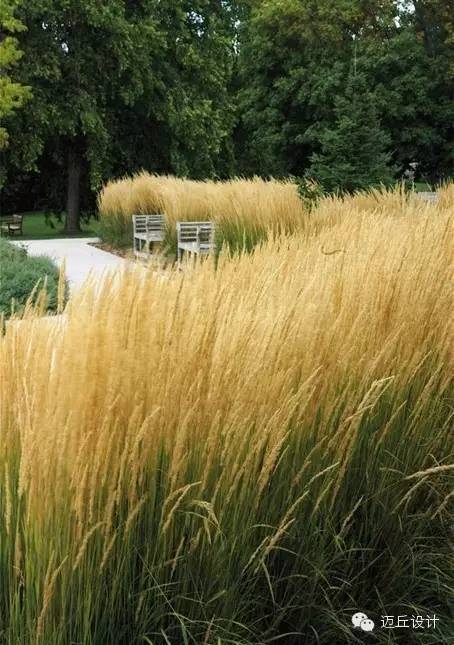 误选品种会产生哪些连锁反应