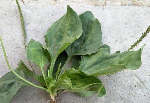 防病绝招， 不嫩忽视