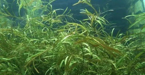 植物肥料：水里的绿色宝贝