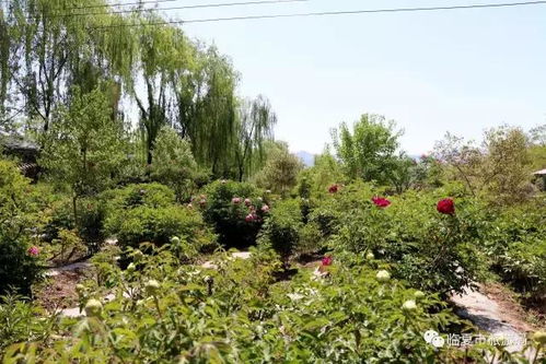 牡丹花是什么季节开的？不同品种花期有差别吗