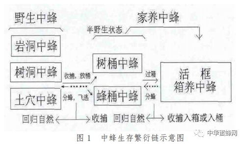 中蜂过箱时间通常在春末夏初，需根据蜂群状况和气候条件灵活调整