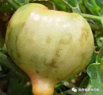 西红柿病害图谱大全，高清图解