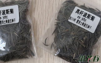 波斯菊籽播种技巧