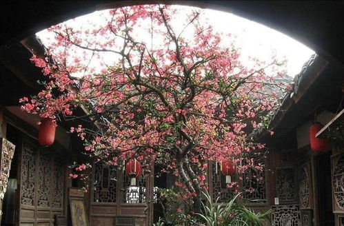 银星海棠的优雅