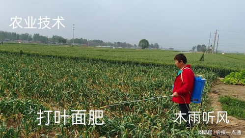 小麦喷施叶面肥，需注意肥料选择、浓度、喷施时间及方法
