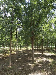 购买小苗， 注意事项