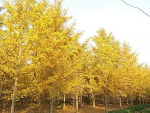 河北雪松基地，那是个啥地方？