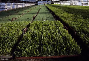 未来苗木风向标