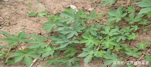 外用治疗，律草的神奇效果