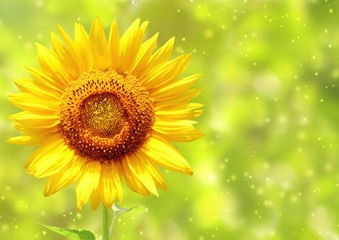 自由花语揭秘：花卉象征自由之美